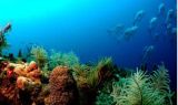 Red Sea Sinai Dive Sites